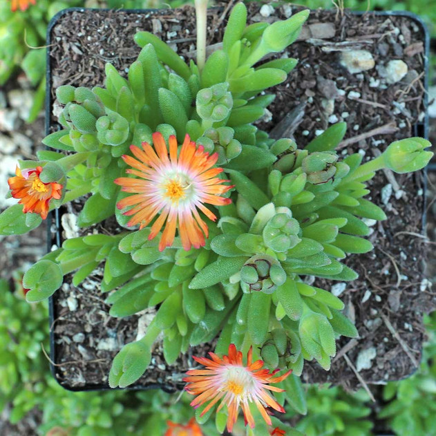 Delosperma Jewel of Desert 'Topaz' [large] - Top View