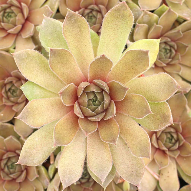 Sempervivum 'Bernstein'