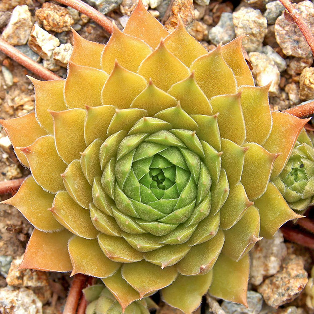 Sempervivum 'Bernstein' (Outdoors) - August