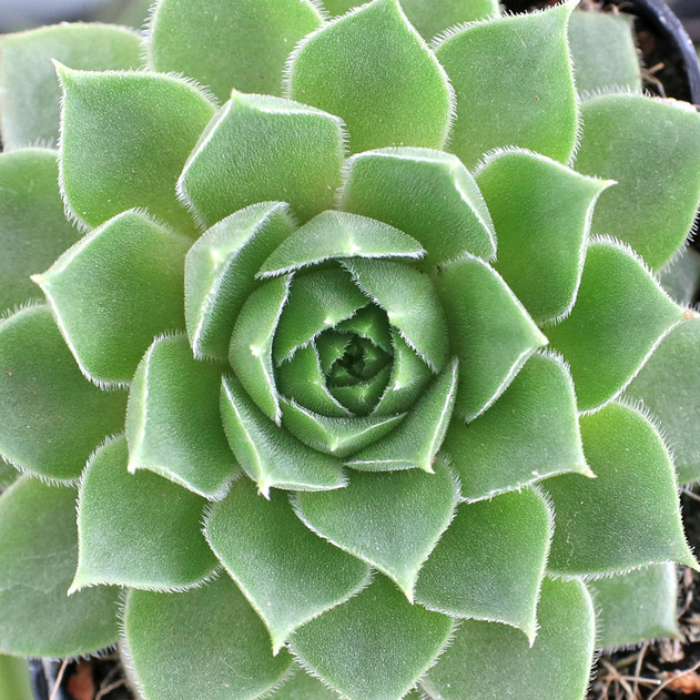 Sempervivum 'Bernstein' (Young) - October