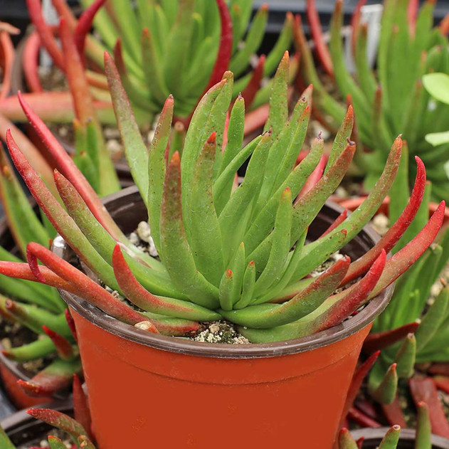 Crassula nudicaulis - Devil's Horns [large] Side View - Blushing Red