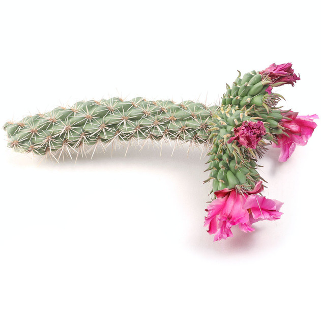 Cylindropuntia spinosior - Cane Cholla