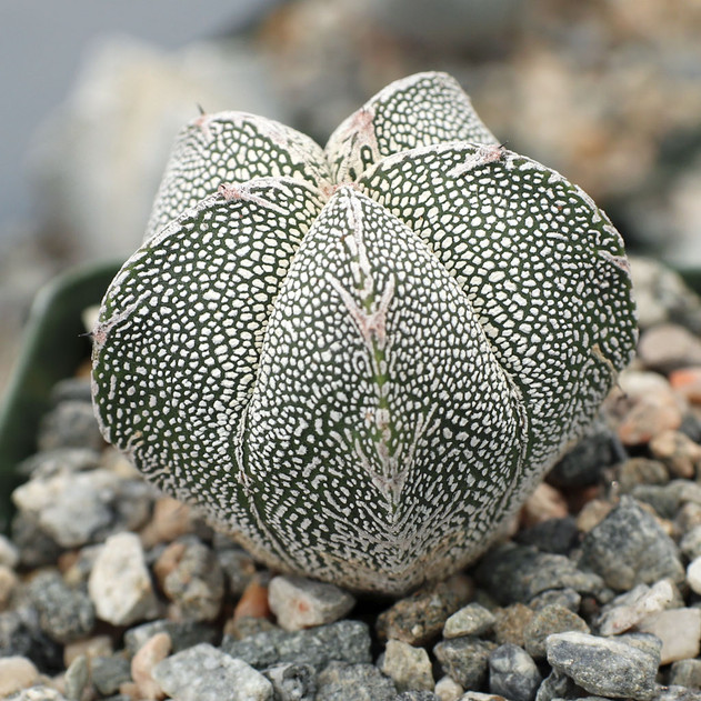 Astrophytum myriostigma 'Onzuka'