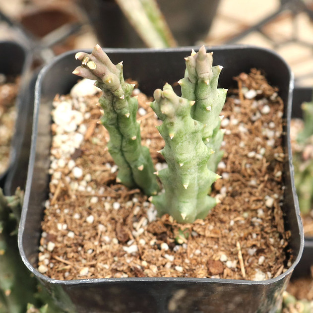 Orbea variegata - November