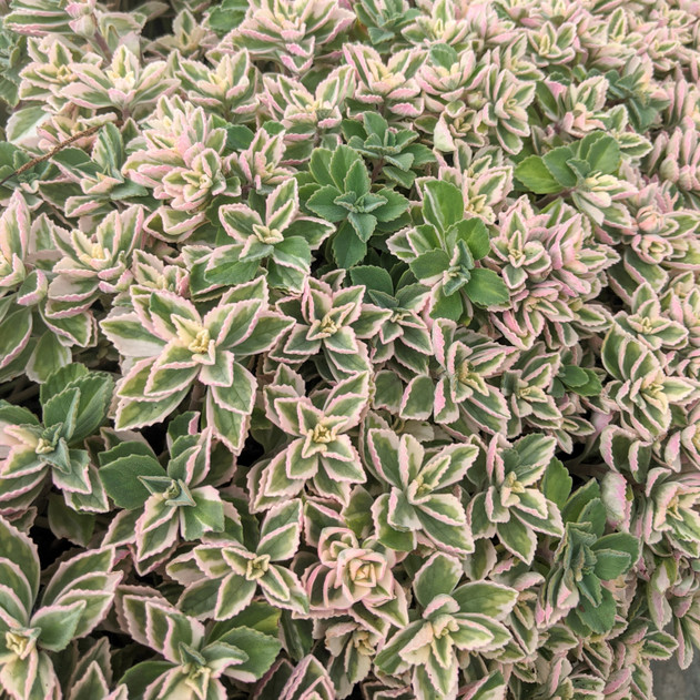 Plectranthus neochilus variegatus - Lobster Flower (Mature)