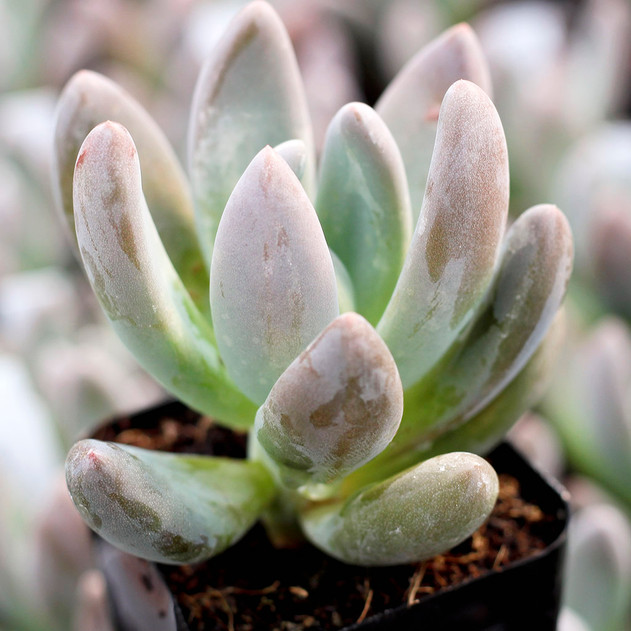 Echeveria haagai 'Tolimanensis' - September