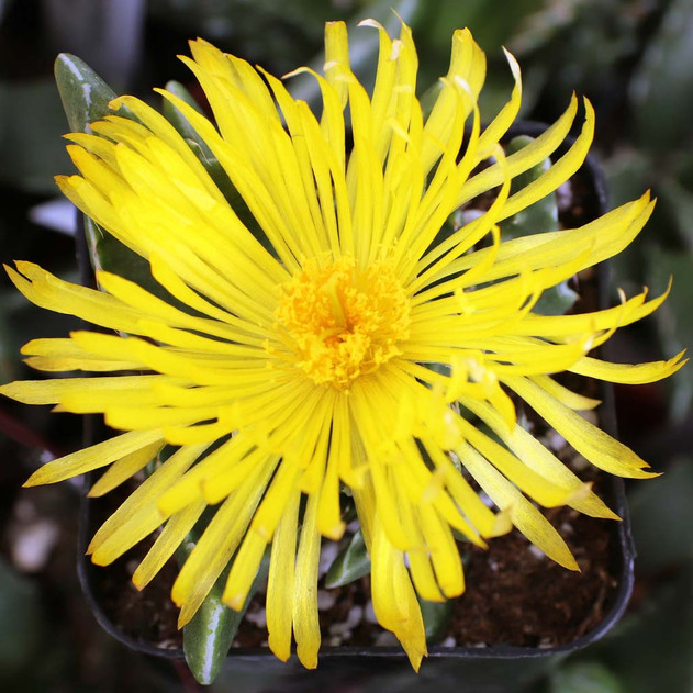 Faucaria felina - Tiger Jaws Flower