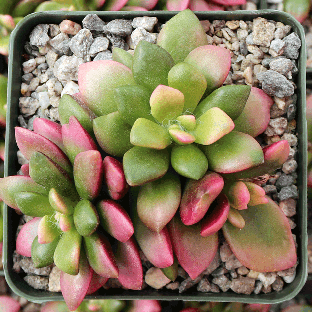 Anacampseros telephiastrum f. variegatum 'Sunrise' [large] - March