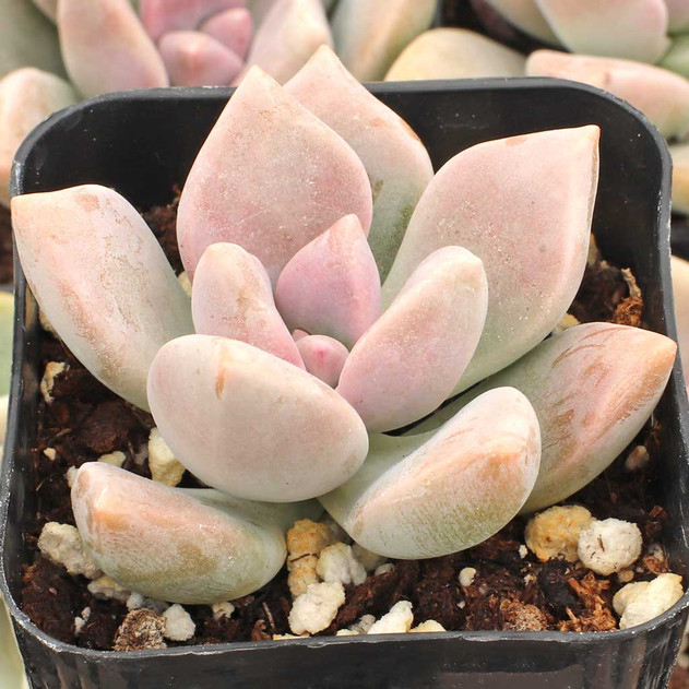 Graptoveria 'Inti Platense' - June