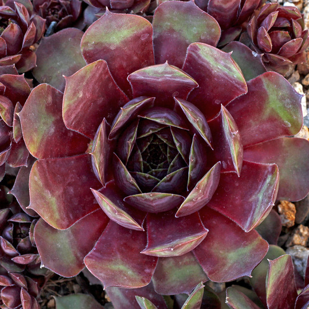 Sempervivum 'Picasso' (Outdoors) - May