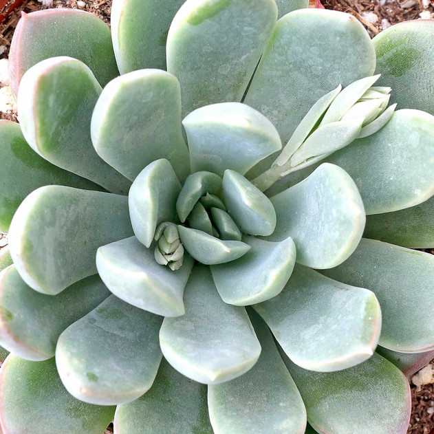Echeveria 'Reia Tanaka' (Mature) - January