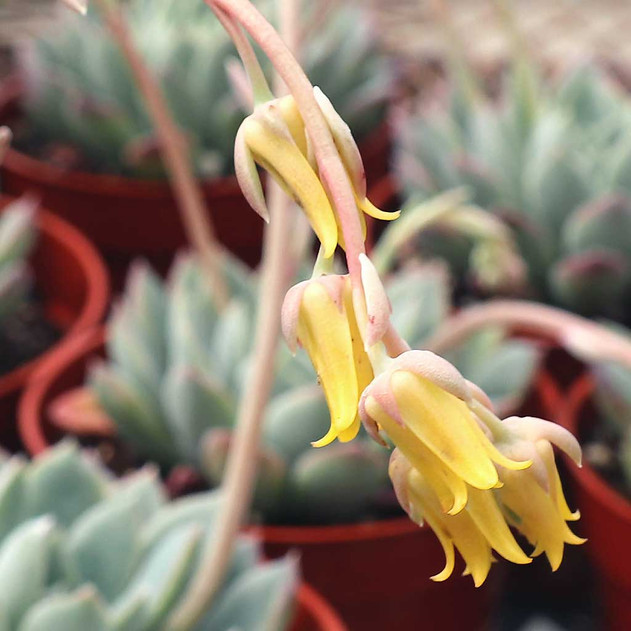 Echeveria 'Reia Tanaka' (bloom) - April