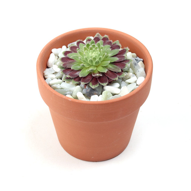 Top Dressing -Jade Pebbles in 3.0" Pot - Planted