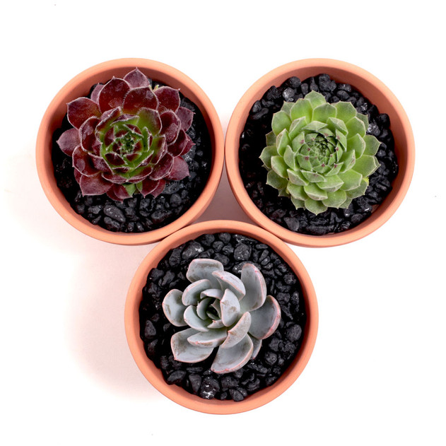 Top Dressing - Black Deco Pebbles in three 3.0" Pots