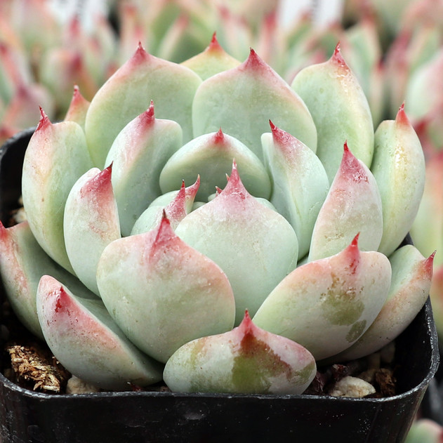 Echeveria 'Tippy' - August