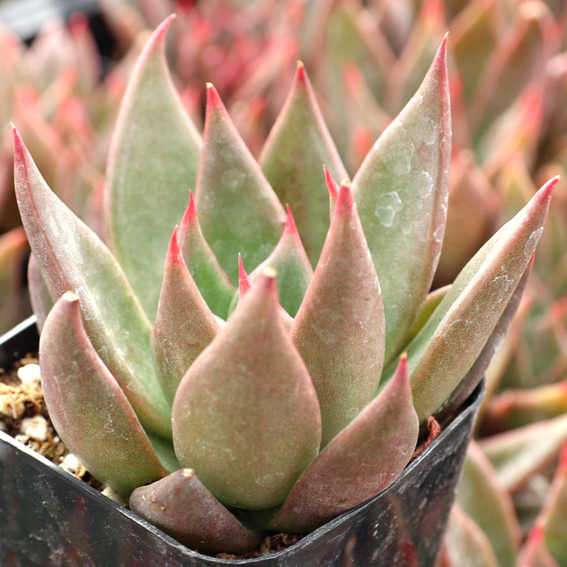 Echeveria agavoides 'Bronze Beauty'