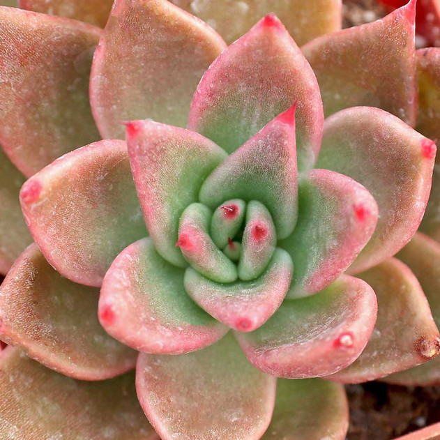 Echeveria agavoides 'Bronze Beauty' - January