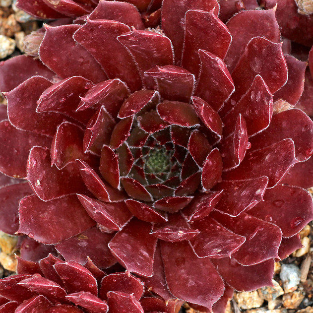 Chick Charms® Bing Cherry™ (Outdoors) - May