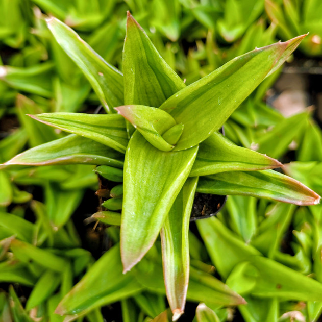 Alworthia pentagona f. variegata