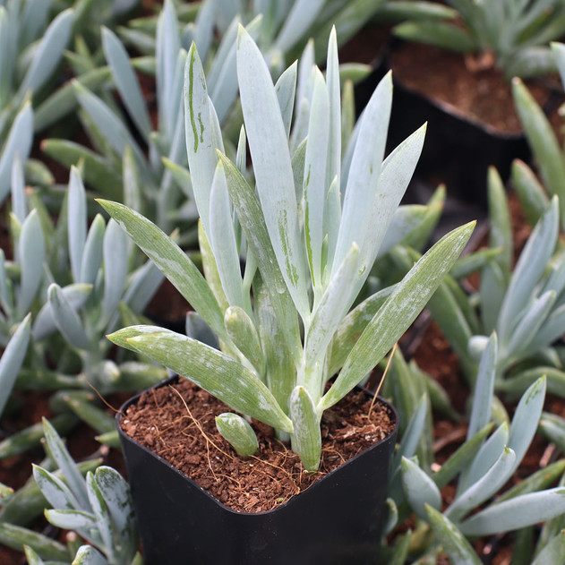 Senecio / Curio ficoides