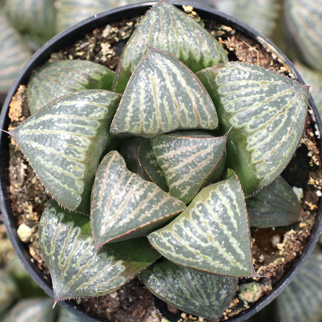 Haworthia magnifica var. splendens
