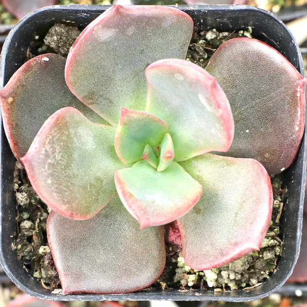 Echeveria 'Hanaikada'