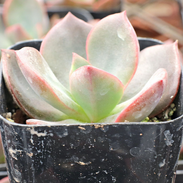 Echeveria 'Hanaikada'