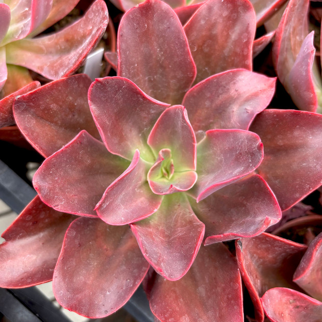 Echeveria 'Hanaikada' [large] - Summer
