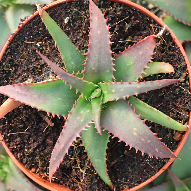 Aloe 'Sparkling Burgundy' [large]