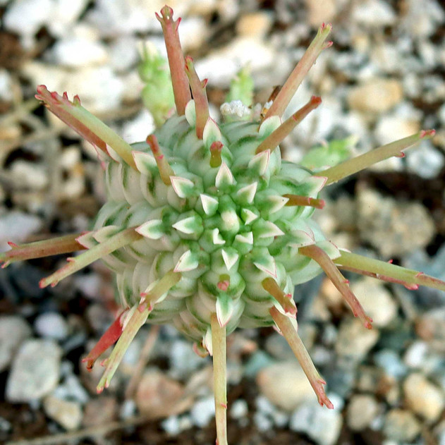Euphorbia mammillaris f. variegata - Indian Corn Cob