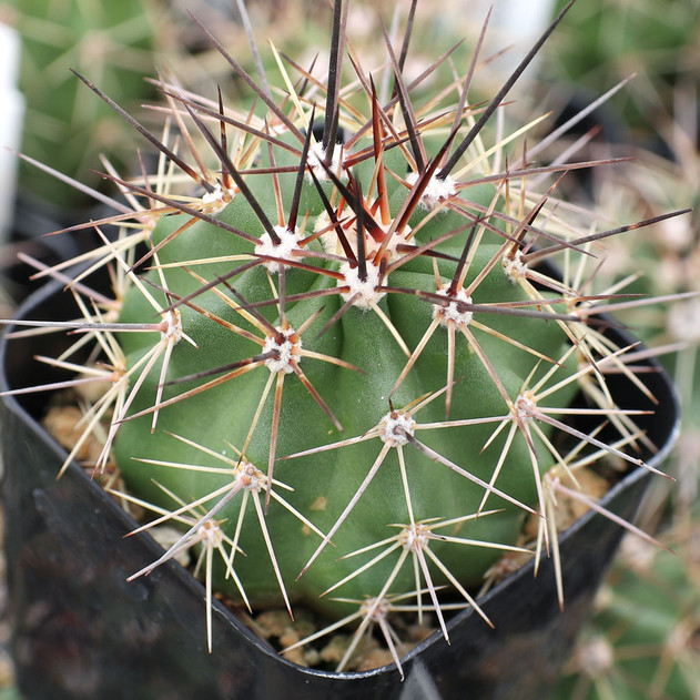 Echinocereus fendleri ssp. rectispinus