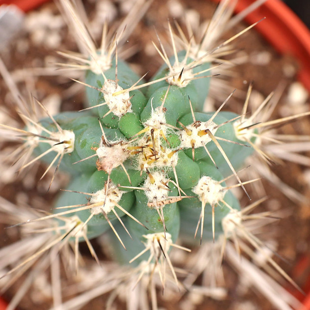 Stetsonia coryne - Toothpick Cactus [extra large]