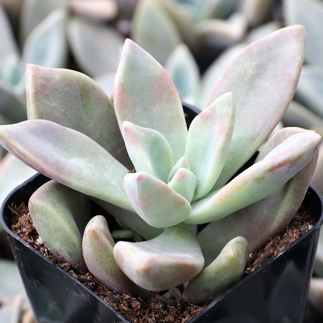 Graptopetalum 'Rose Queen'