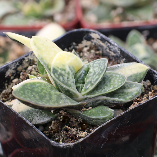 Gasteria bicolor var. liliputana f. variegata