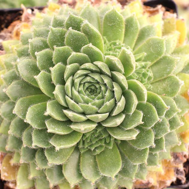 Sempervivum 'Miss Manica'