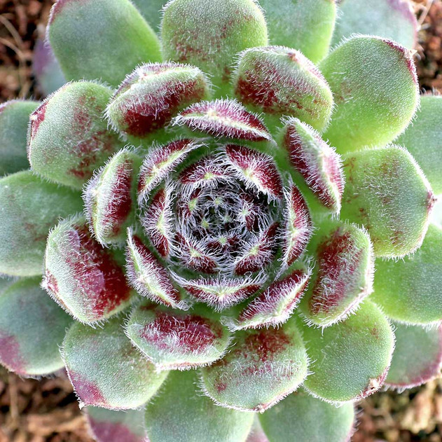 Sempervivum 'Miss Manica' - March