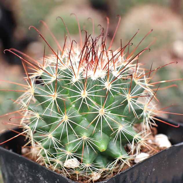 Mammillaria blossfeldiana