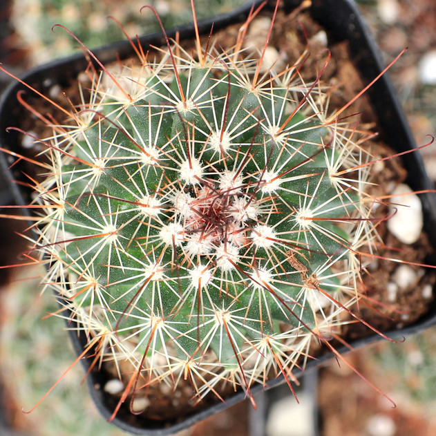 Mammillaria blossfeldiana