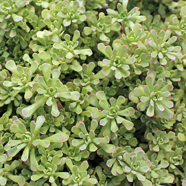 Sedum nevii 'Pink Form' [limited] 3