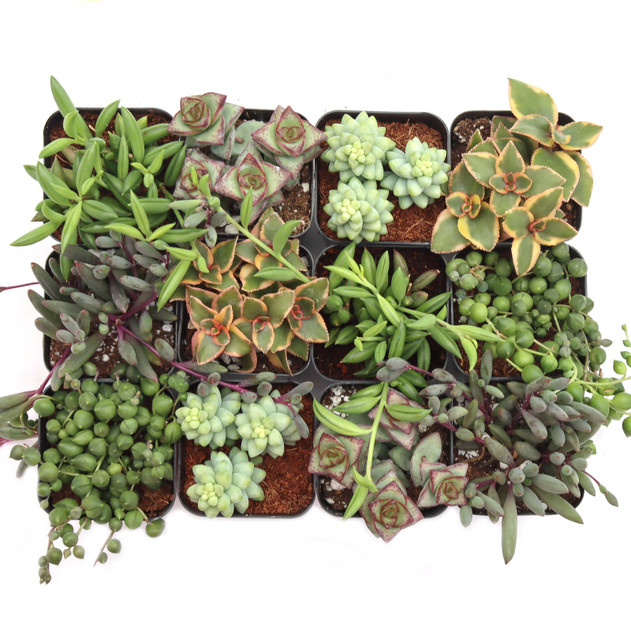 Trailing & Strings Succulent 12-Pack