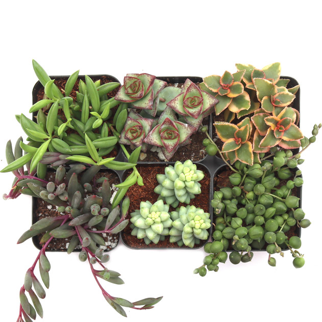 Trailing & Strings Succulent 6-Pack