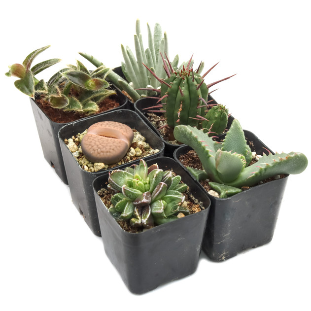 Rare & Unique Succulent Pack (6-12 Plants, 2" Pots)
