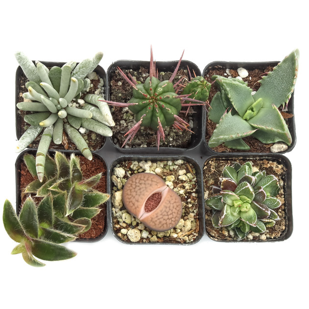 Rare & Unique Succulent Pack (6-12 Plants, 2" Pots)