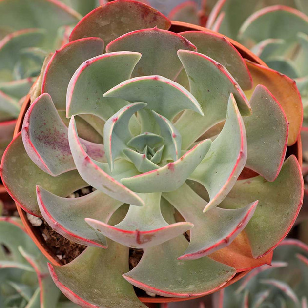 Echeveria 'Muesli' [large]