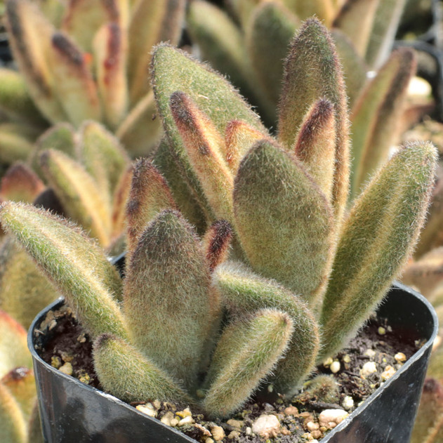 Kalanchoe tomentosa 'Chocolate Soldier'