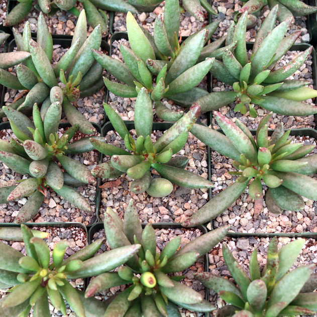Adromischus filicaulis [large] - February