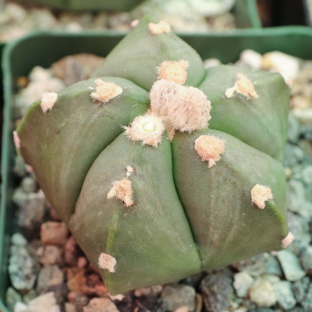 Astrophytum myriostigma var. nudum [large] - September