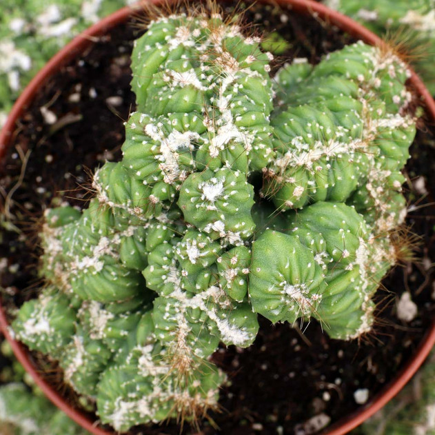 Cereus repandus f. monstrosus 'Petra' [large]