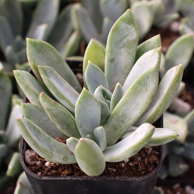 Pachyveria 'Blue Quartz' - October