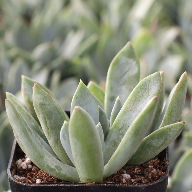 Pachyveria 'Blue Quartz' - October